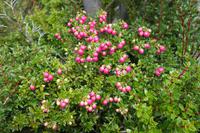 17 Tage Wanderreise Argentinien und Chile – Patagonien und Feuerland mit Buenos Aires – Nationalpark Los Glaciares mit El Chalten und Perito Moreno – Nationalpark Torres del Paine – Feuerland – Ushuaia (296)