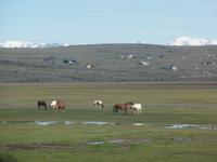 17 Tage Wanderreise Argentinien und Chile – Patagonien und Feuerland mit Buenos Aires – Nationalpark Los Glaciares mit El Chalten und Perito Moreno – Nationalpark Torres del Paine – Feuerland – Ushuaia (351)