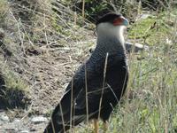 17 Tage Wanderreise Argentinien und Chile – Patagonien und Feuerland mit Buenos Aires – Nationalpark Los Glaciares mit El Chalten und Perito Moreno – Nationalpark Torres del Paine – Feuerland – Ushuaia (380)