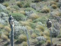 17 Tage Wanderreise Argentinien und Chile – Patagonien und Feuerland mit Buenos Aires – Nationalpark Los Glaciares mit El Chalten und Perito Moreno – Nationalpark Torres del Paine – Feuerland – Ushuaia (449)