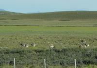 17 Tage Wanderreise Argentinien und Chile – Patagonien und Feuerland mit Buenos Aires – Nationalpark Los Glaciares mit El Chalten und Perito Moreno – Nationalpark Torres del Paine – Feuerland – Ushuaia (457)