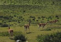 17 Tage Wanderreise Argentinien und Chile – Patagonien und Feuerland mit Buenos Aires – Nationalpark Los Glaciares mit El Chalten und Perito Moreno – Nationalpark Torres del Paine – Feuerland – Ushuaia (463)