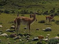 17 Tage Wanderreise Argentinien und Chile – Patagonien und Feuerland mit Buenos Aires – Nationalpark Los Glaciares mit El Chalten und Perito Moreno – Nationalpark Torres del Paine – Feuerland – Ushuaia (465)