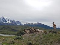 17 Tage Wanderreise Argentinien und Chile – Patagonien und Feuerland mit Buenos Aires – Nationalpark Los Glaciares mit El Chalten und Perito Moreno – Nationalpark Torres del Paine – Feuerland – Ushuaia (471)