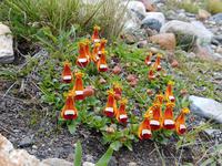 17 Tage Wanderreise Argentinien und Chile – Patagonien und Feuerland mit Buenos Aires – Nationalpark Los Glaciares mit El Chalten und Perito Moreno – Nationalpark Torres del Paine – Feuerland – Ushuaia (491)