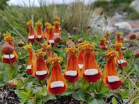 17 Tage Wanderreise Argentinien und Chile – Patagonien und Feuerland mit Buenos Aires – Nationalpark Los Glaciares mit El Chalten und Perito Moreno – Nationalpark Torres del Paine – Feuerland – Ushuaia (492)