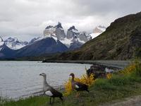 17 Tage Wanderreise Argentinien und Chile – Patagonien und Feuerland mit Buenos Aires – Nationalpark Los Glaciares mit El Chalten und Perito Moreno – Nationalpark Torres del Paine – Feuerland – Ushuaia (506)