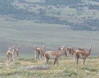 17 Tage Wanderreise Argentinien und Chile – Patagonien und Feuerland mit Buenos Aires – Nationalpark Los Glaciares mit El Chalten und Perito Moreno – Nationalpark Torres del Paine – Feuerland – Ushuaia (521)