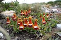 17 Tage Wanderreise Argentinien und Chile – Patagonien und Feuerland mit Buenos Aires – Nationalpark Los Glaciares mit El Chalten und Perito Moreno – Nationalpark Torres del Paine – Feuerland – Ushuaia (546)