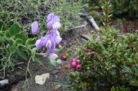 17 Tage Wanderreise Argentinien und Chile – Patagonien und Feuerland mit Buenos Aires – Nationalpark Los Glaciares mit El Chalten und Perito Moreno – Nationalpark Torres del Paine – Feuerland – Ushuaia (554)