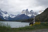 17 Tage Wanderreise Argentinien und Chile – Patagonien und Feuerland mit Buenos Aires – Nationalpark Los Glaciares mit El Chalten und Perito Moreno – Nationalpark Torres del Paine – Feuerland – Ushuaia (556)