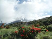 17 Tage Wanderreise Argentinien und Chile – Patagonien und Feuerland mit Buenos Aires – Nationalpark Los Glaciares mit El Chalten und Perito Moreno – Nationalpark Torres del Paine – Feuerland – Ushuaia (665)