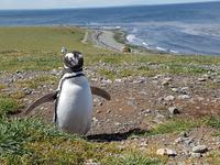 17 Tage Wanderreise Argentinien und Chile – Patagonien und Feuerland mit Buenos Aires – Nationalpark Los Glaciares mit El Chalten und Perito Moreno – Nationalpark Torres del Paine – Feuerland – Ushuaia (699)