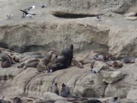 17 Tage Wanderreise Argentinien und Chile – Patagonien und Feuerland mit Buenos Aires – Nationalpark Los Glaciares mit El Chalten und Perito Moreno – Nationalpark Torres del Paine – Feuerland – Ushuaia (730)