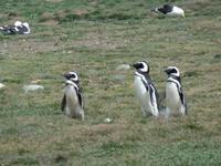 17 Tage Wanderreise Argentinien und Chile – Patagonien und Feuerland mit Buenos Aires – Nationalpark Los Glaciares mit El Chalten und Perito Moreno – Nationalpark Torres del Paine – Feuerland – Ushuaia (743)