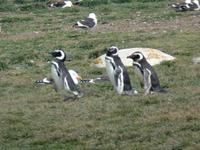 17 Tage Wanderreise Argentinien und Chile – Patagonien und Feuerland mit Buenos Aires – Nationalpark Los Glaciares mit El Chalten und Perito Moreno – Nationalpark Torres del Paine – Feuerland – Ushuaia (744)