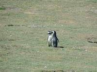 17 Tage Wanderreise Argentinien und Chile – Patagonien und Feuerland mit Buenos Aires – Nationalpark Los Glaciares mit El Chalten und Perito Moreno – Nationalpark Torres del Paine – Feuerland – Ushuaia (751)