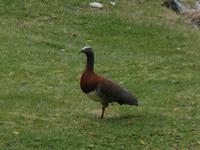 17 Tage Wanderreise Argentinien und Chile – Patagonien und Feuerland mit Buenos Aires – Nationalpark Los Glaciares mit El Chalten und Perito Moreno – Nationalpark Torres del Paine – Feuerland – Ushuaia (825)