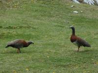 17 Tage Wanderreise Argentinien und Chile – Patagonien und Feuerland mit Buenos Aires – Nationalpark Los Glaciares mit El Chalten und Perito Moreno – Nationalpark Torres del Paine – Feuerland – Ushuaia (826)