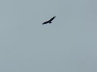 17 Tage Wanderreise Argentinien und Chile – Patagonien und Feuerland mit Buenos Aires – Nationalpark Los Glaciares mit El Chalten und Perito Moreno – Nationalpark Torres del Paine – Feuerland – Ushuaia (834)