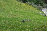 17 Tage Wanderreise Argentinien und Chile – Patagonien und Feuerland mit Buenos Aires – Nationalpark Los Glaciares mit El Chalten und Perito Moreno – Nationalpark Torres del Paine – Feuerland – Ushuaia (835)