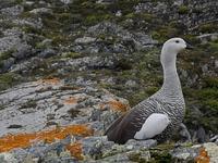 17 Tage Wanderreise Argentinien und Chile – Patagonien und Feuerland mit Buenos Aires – Nationalpark Los Glaciares mit El Chalten und Perito Moreno – Nationalpark Torres del Paine – Feuerland – Ushuaia (855)