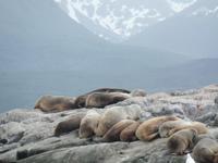 17 Tage Wanderreise Argentinien und Chile – Patagonien und Feuerland mit Buenos Aires – Nationalpark Los Glaciares mit El Chalten und Perito Moreno – Nationalpark Torres del Paine – Feuerland – Ushuaia (882)