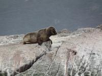 17 Tage Wanderreise Argentinien und Chile – Patagonien und Feuerland mit Buenos Aires – Nationalpark Los Glaciares mit El Chalten und Perito Moreno – Nationalpark Torres del Paine – Feuerland – Ushuaia (883)