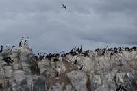 17 Tage Wanderreise Argentinien und Chile – Patagonien und Feuerland mit Buenos Aires – Nationalpark Los Glaciares mit El Chalten und Perito Moreno – Nationalpark Torres del Paine – Feuerland – Ushuaia (888)