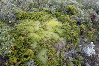 17 Tage Wanderreise Argentinien und Chile – Patagonien und Feuerland mit Buenos Aires – Nationalpark Los Glaciares mit El Chalten und Perito Moreno – Nationalpark Torres del Paine – Feuerland – Ushuaia (902)