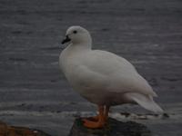 17 Tage Wanderreise Argentinien und Chile – Patagonien und Feuerland mit Buenos Aires – Nationalpark Los Glaciares mit El Chalten und Perito Moreno – Nationalpark Torres del Paine – Feuerland – Ushuaia (909)