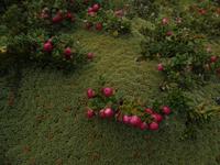 17 Tage Wanderreise Argentinien und Chile – Patagonien und Feuerland mit Buenos Aires – Nationalpark Los Glaciares mit El Chalten und Perito Moreno – Nationalpark Torres del Paine – Feuerland – Ushuaia (913)