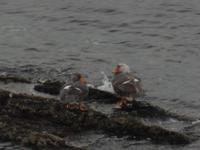 17 Tage Wanderreise Argentinien und Chile – Patagonien und Feuerland mit Buenos Aires – Nationalpark Los Glaciares mit El Chalten und Perito Moreno – Nationalpark Torres del Paine – Feuerland – Ushuaia (915)