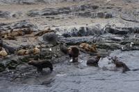 17 Tage Wanderreise Argentinien und Chile – Patagonien und Feuerland mit Buenos Aires – Nationalpark Los Glaciares mit El Chalten und Perito Moreno – Nationalpark Torres del Paine – Feuerland – Ushuaia (922)