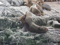 17 Tage Wanderreise Argentinien und Chile – Patagonien und Feuerland mit Buenos Aires – Nationalpark Los Glaciares mit El Chalten und Perito Moreno – Nationalpark Torres del Paine – Feuerland – Ushuaia (928)