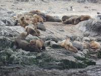 17 Tage Wanderreise Argentinien und Chile – Patagonien und Feuerland mit Buenos Aires – Nationalpark Los Glaciares mit El Chalten und Perito Moreno – Nationalpark Torres del Paine – Feuerland – Ushuaia (931)