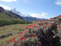 Erste Wanderund zum Los Condores Aussichtspunkt in El Chalten (8)
