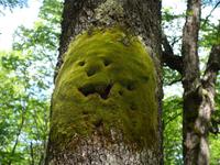 Wanderung zum Huemul Gletscher und Lago del Desierto bei El Chalten - Patagonien (21)