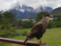 Karakara in National Park Torres del Paine - Chile - Patagonien