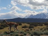 Guanako in Torres del Paine National Park - Patagonien