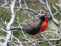 Wanderung zum Aussichtspunkt Los Cuernos in Torres del Paine National Park - Patagonien (30)