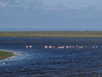 Flamigos auf dem Weg nach Punta Arenas
