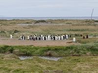 Königspinguine in Patagonien (5)