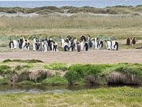 Königspinguine in Patagonien (6)