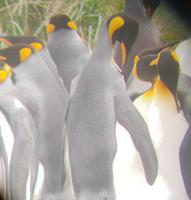 Königspinguine in Patagonien (7)