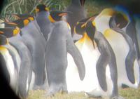 Königspinguine in Patagonien (8)