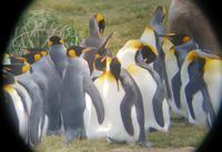 Königspinguine in Patagonien (9)