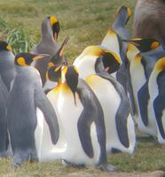 Königspinguine in Patagonien (10)