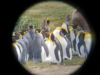 Königspinguine in Patagonien (11)