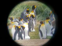 Königspinguine in Patagonien (12)